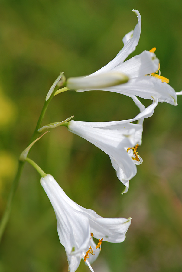 Paradisea liliastrum / Paradisia